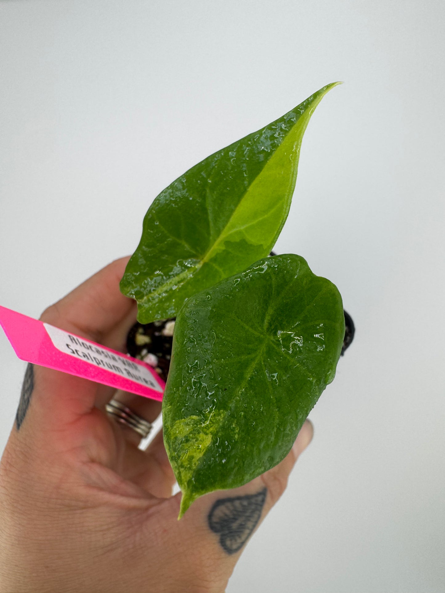 Alocasia Scalprum ‘Aurea’ Variegated