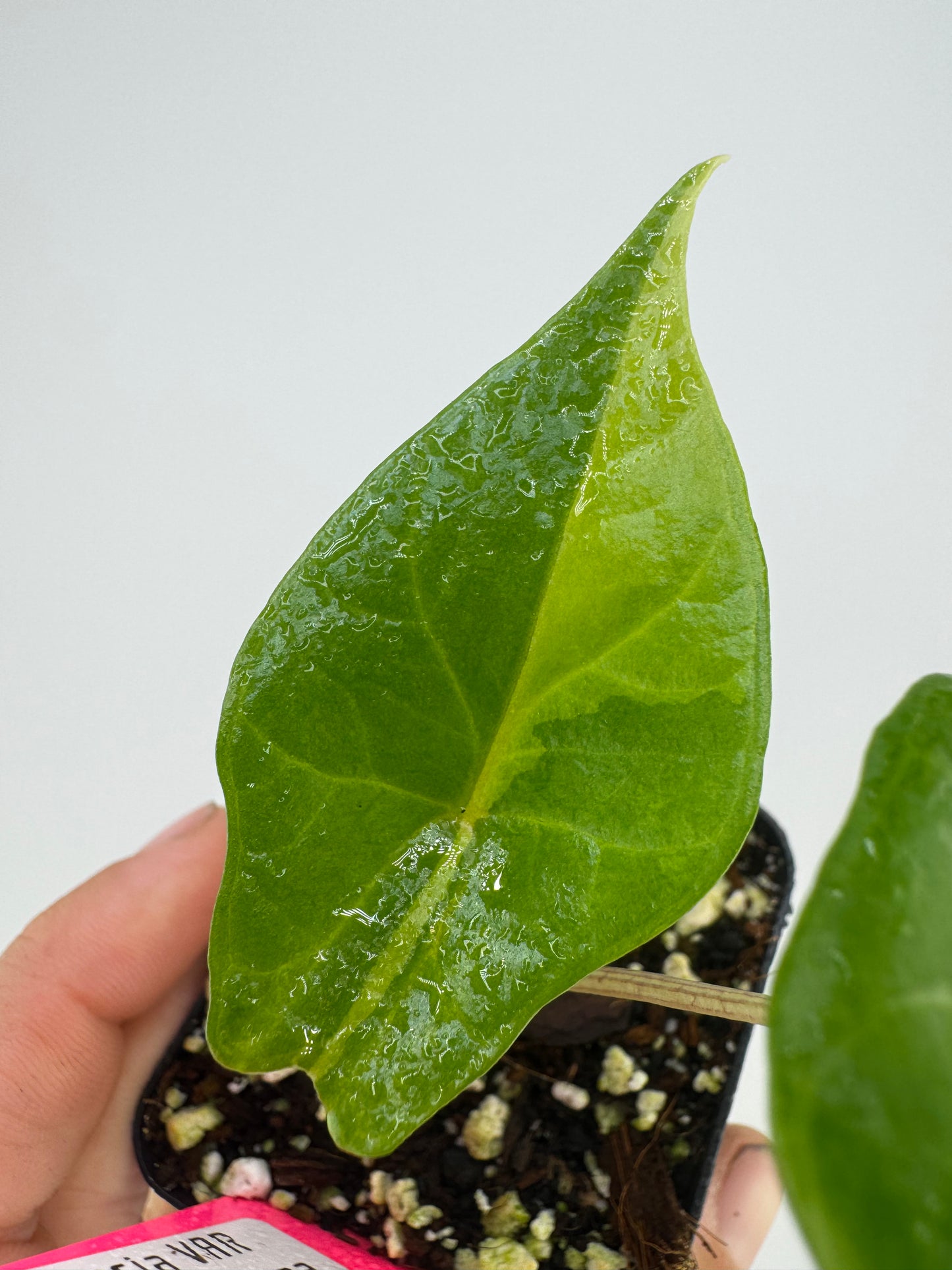 Alocasia Scalprum ‘Aurea’ Variegated