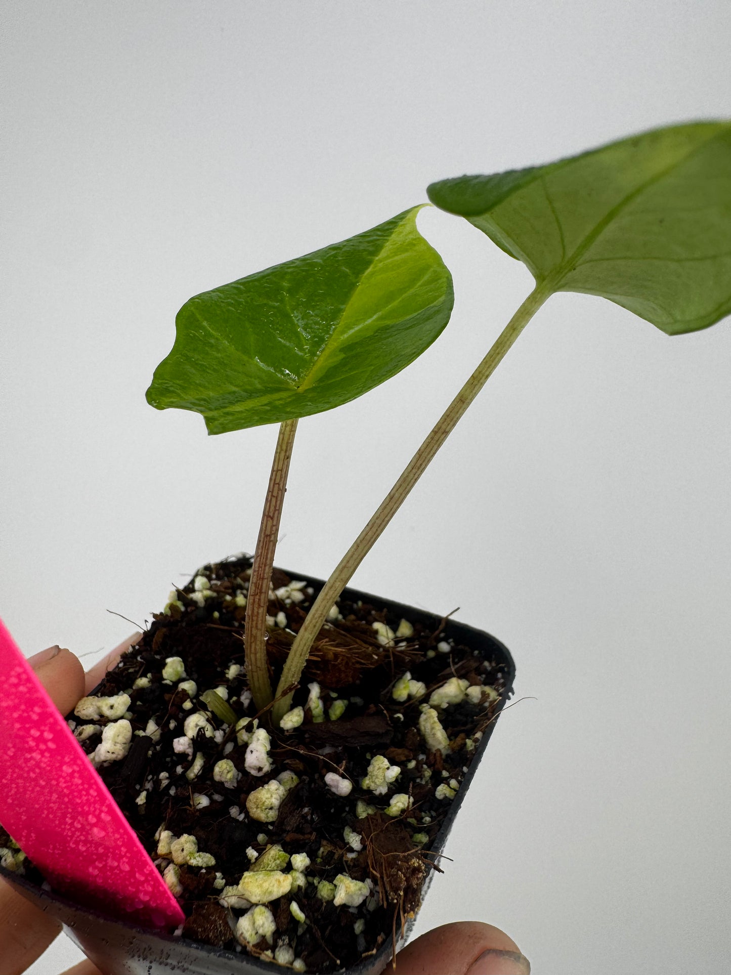 Alocasia Scalprum ‘Aurea’ Variegated