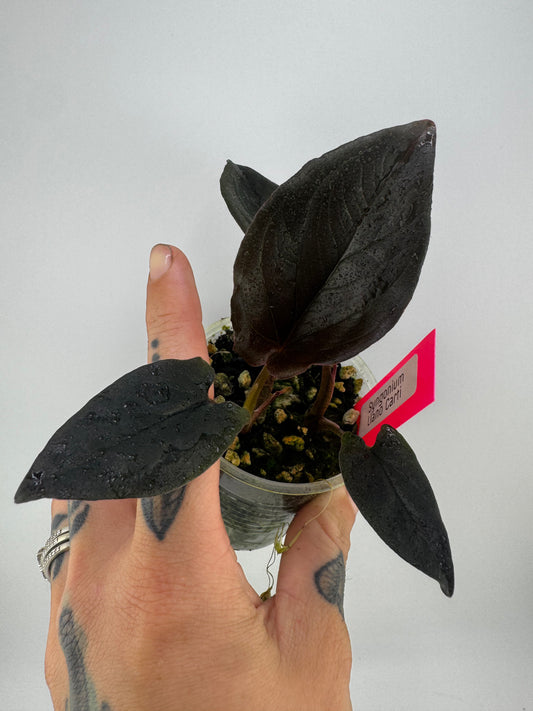 Syngonium llano carti
