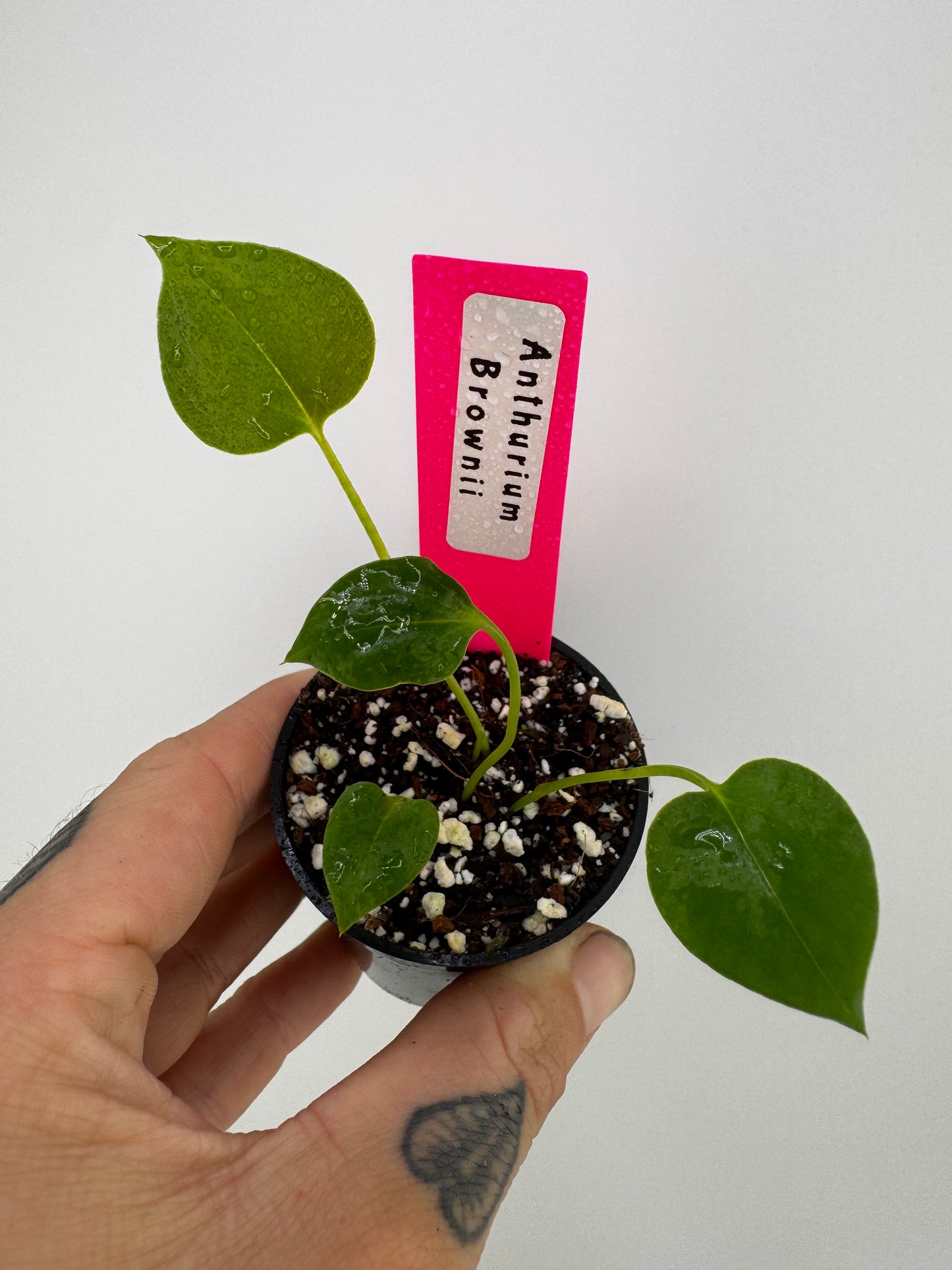 Anthurium Brownii