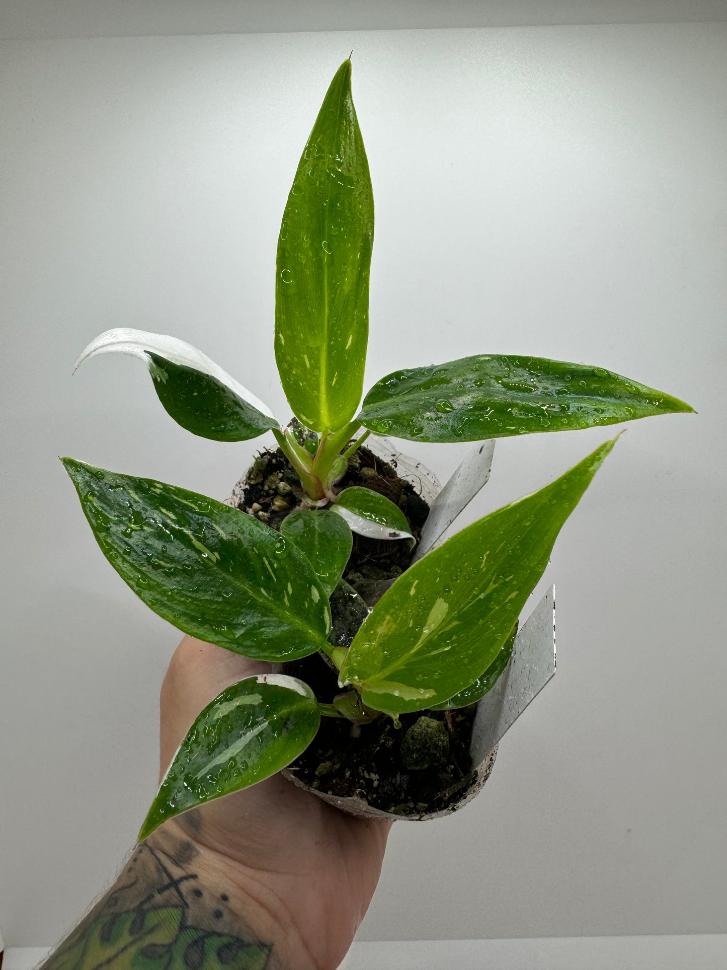 Philodendron White Princess