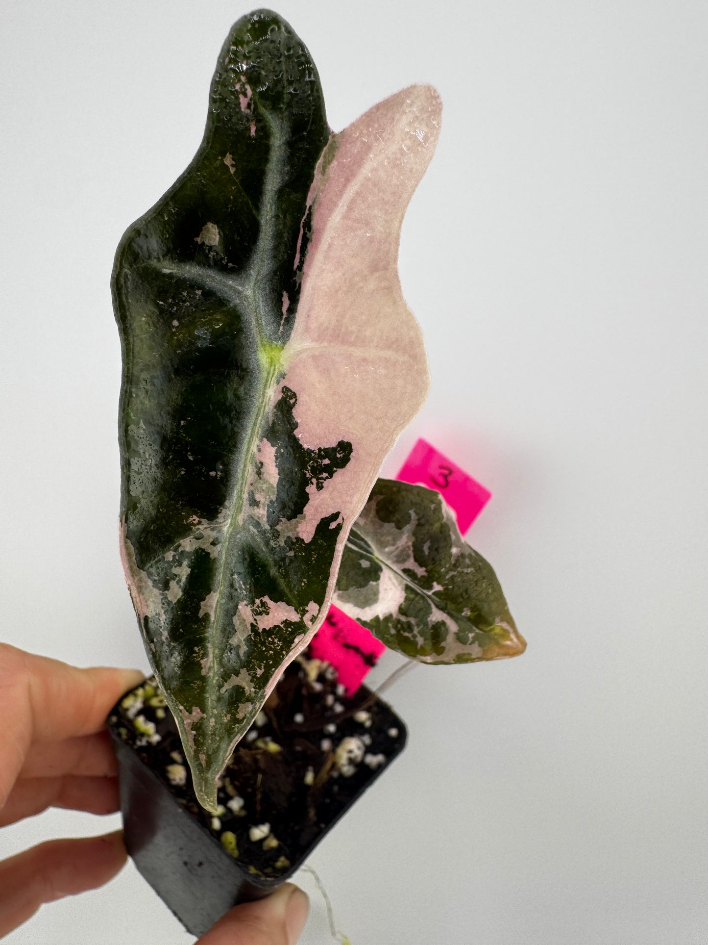 Alocasia Nobilis ‘Pink’ Variegated #3