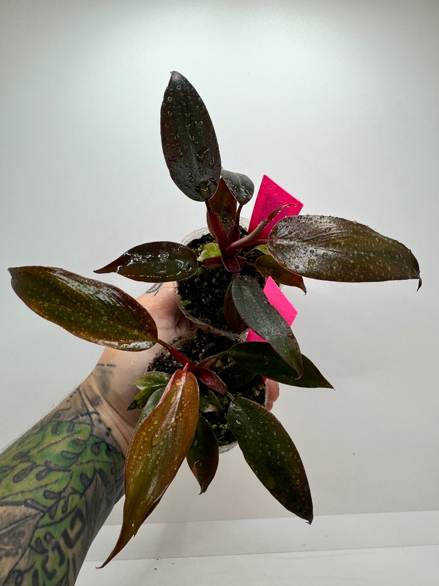 Pink Princess Marble reverted/low var