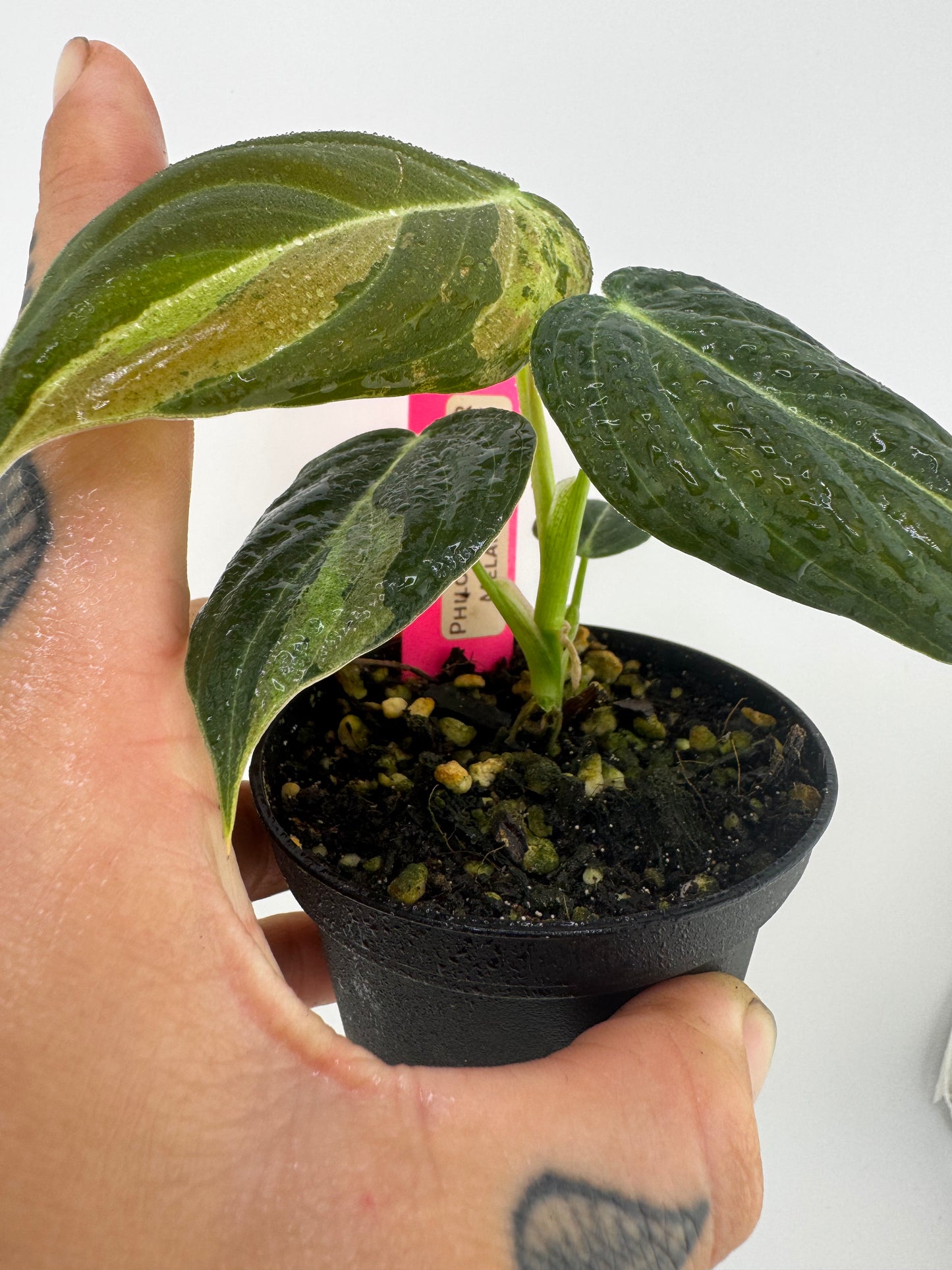 Philodendron Melanocrysm Variegated
