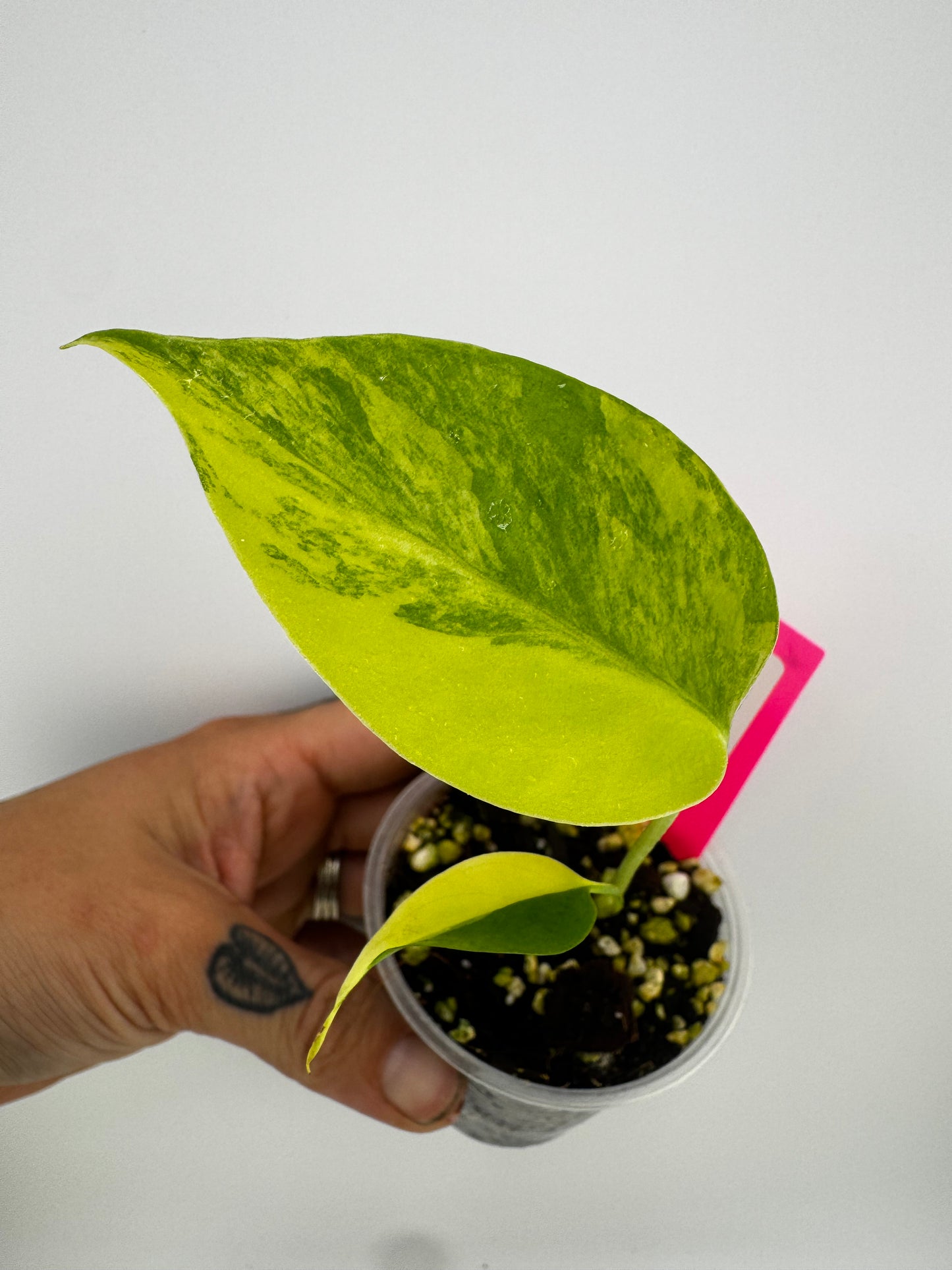 Monstera Deliciosa (Small Form) Aurea Variegated #1