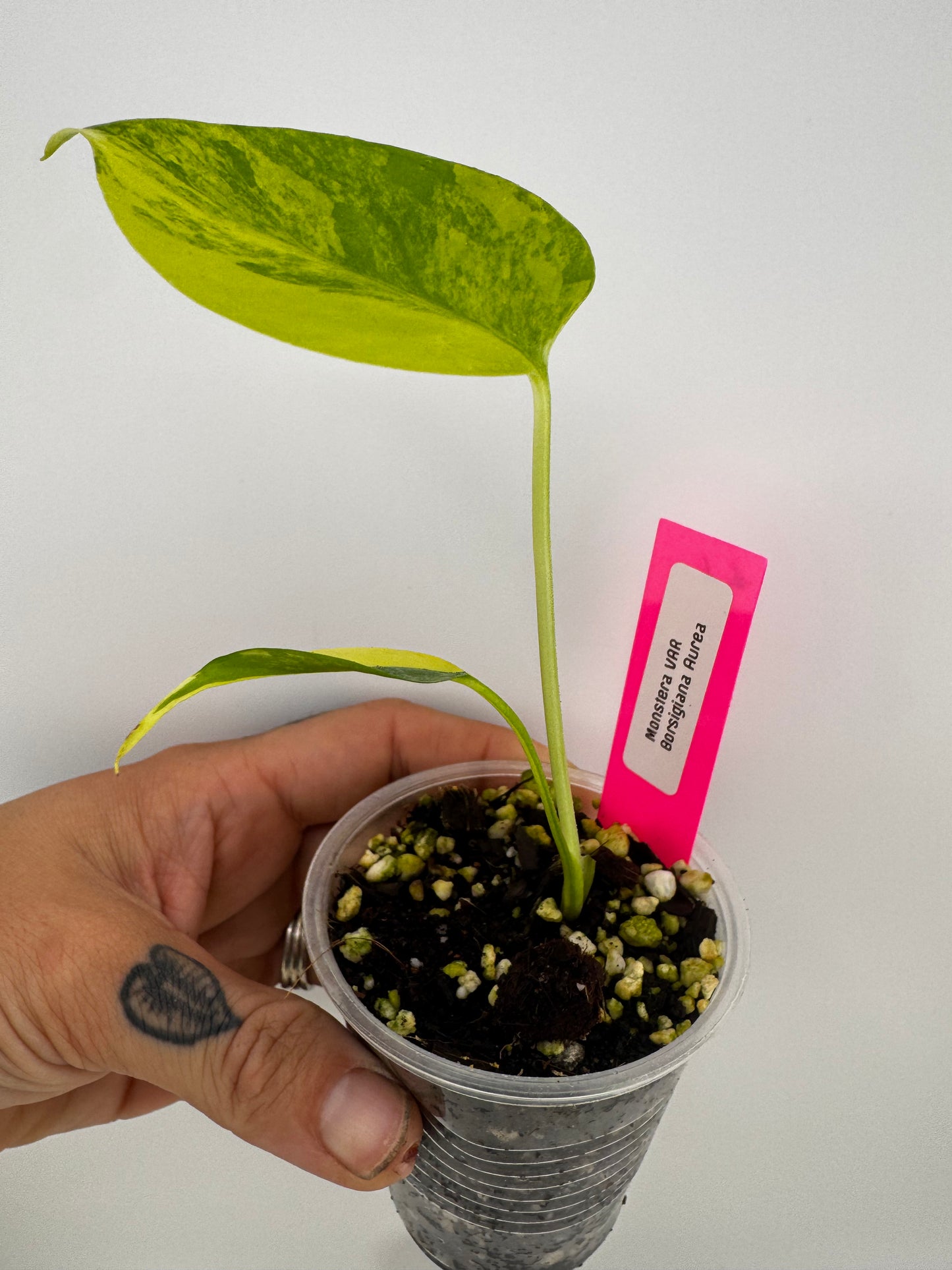 Monstera Deliciosa (Small Form) Aurea Variegated #1