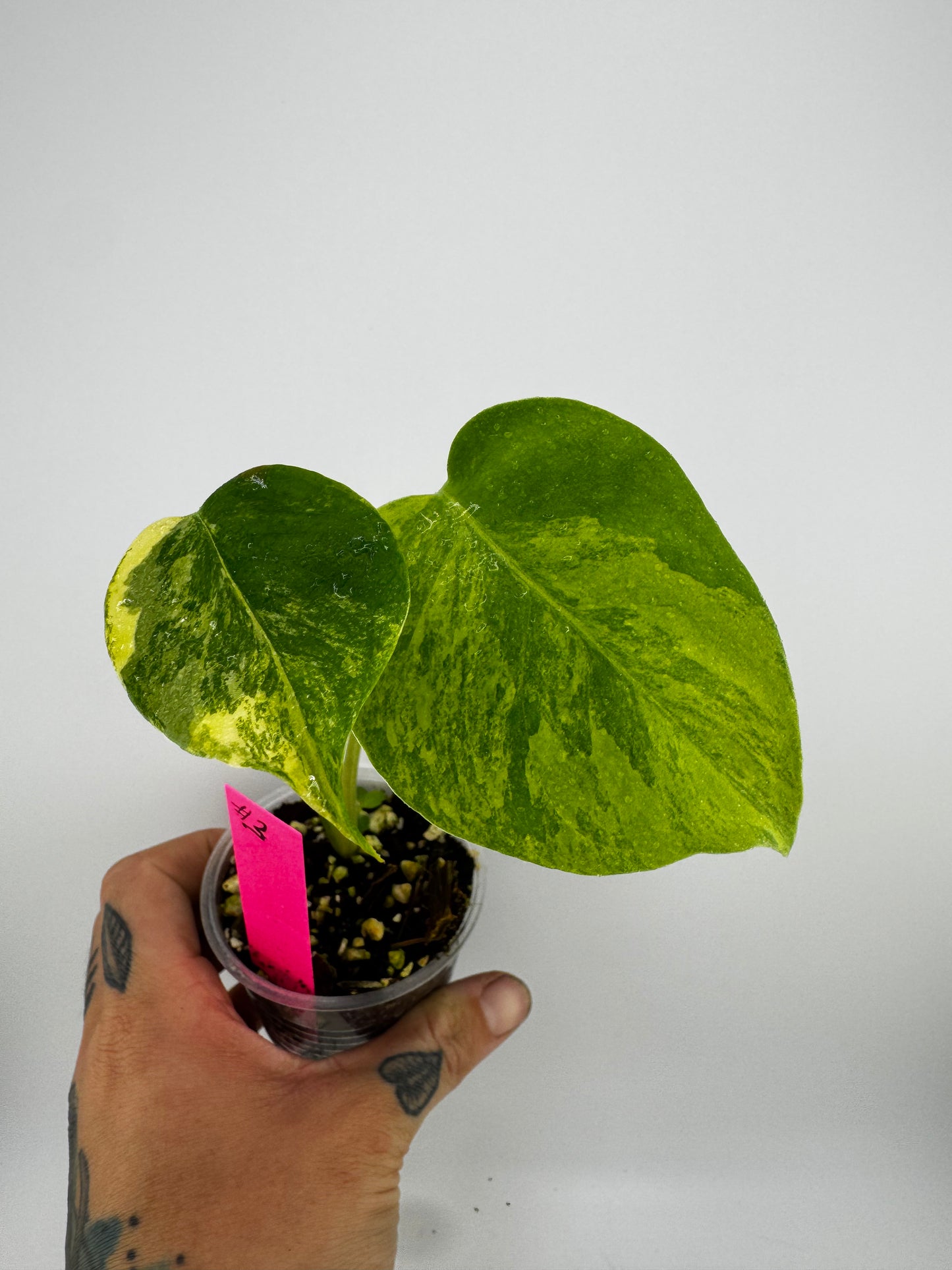 Monstera Deliciosa (Small Form) Aurea Variegated #3