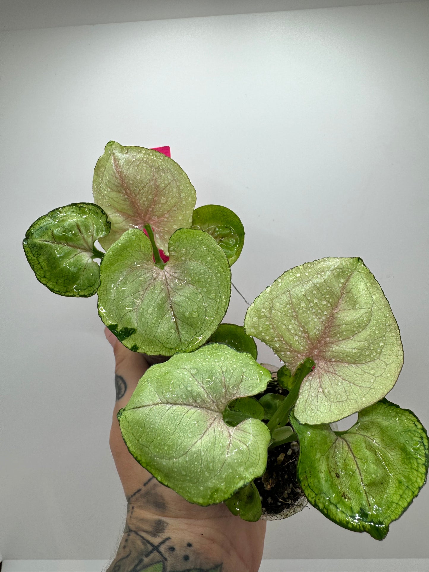 Syngonium variegated green splash (Rare tropical)