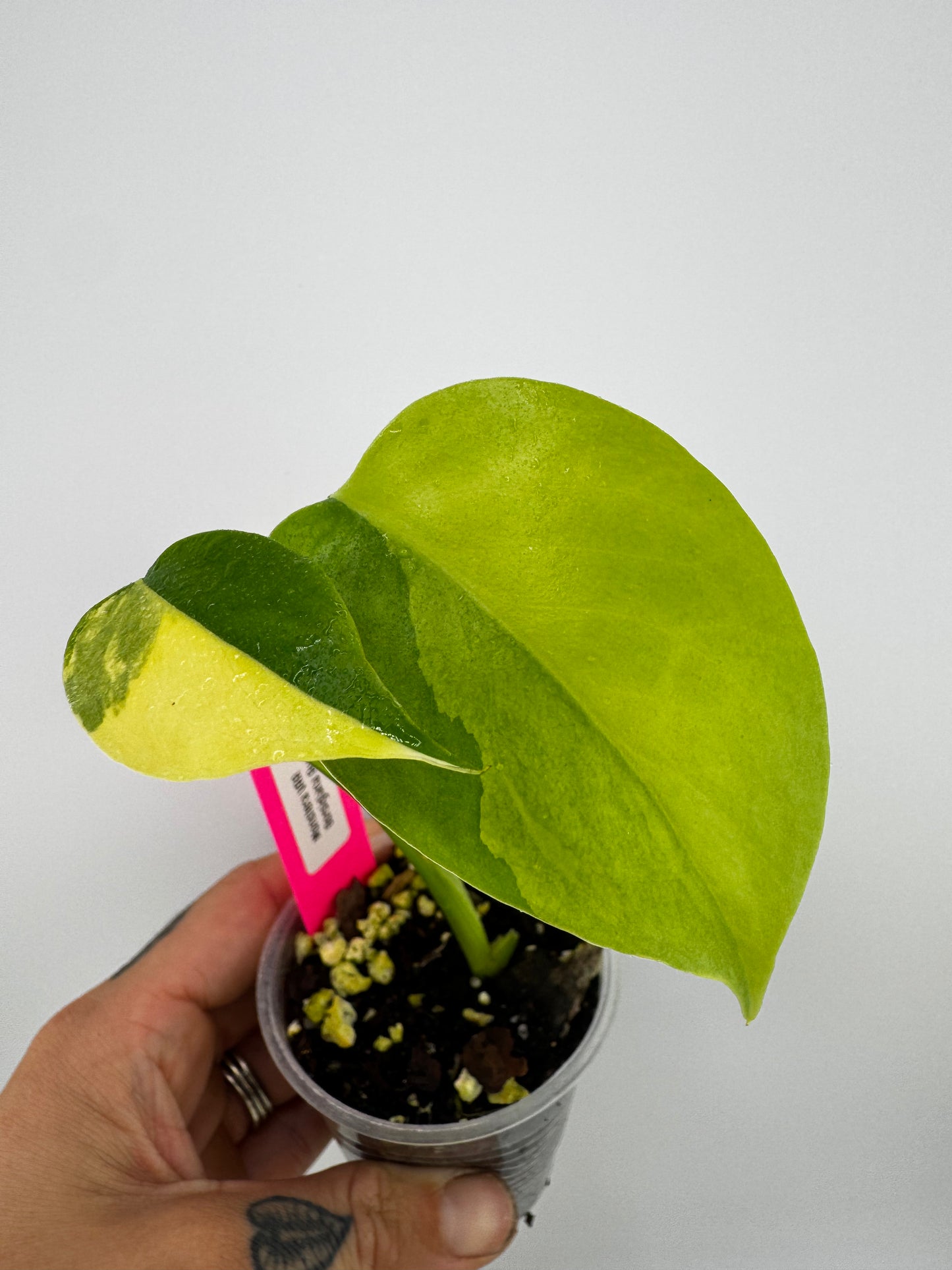 Monstera Deliciosa (Small Form) Aurea Variegated #4