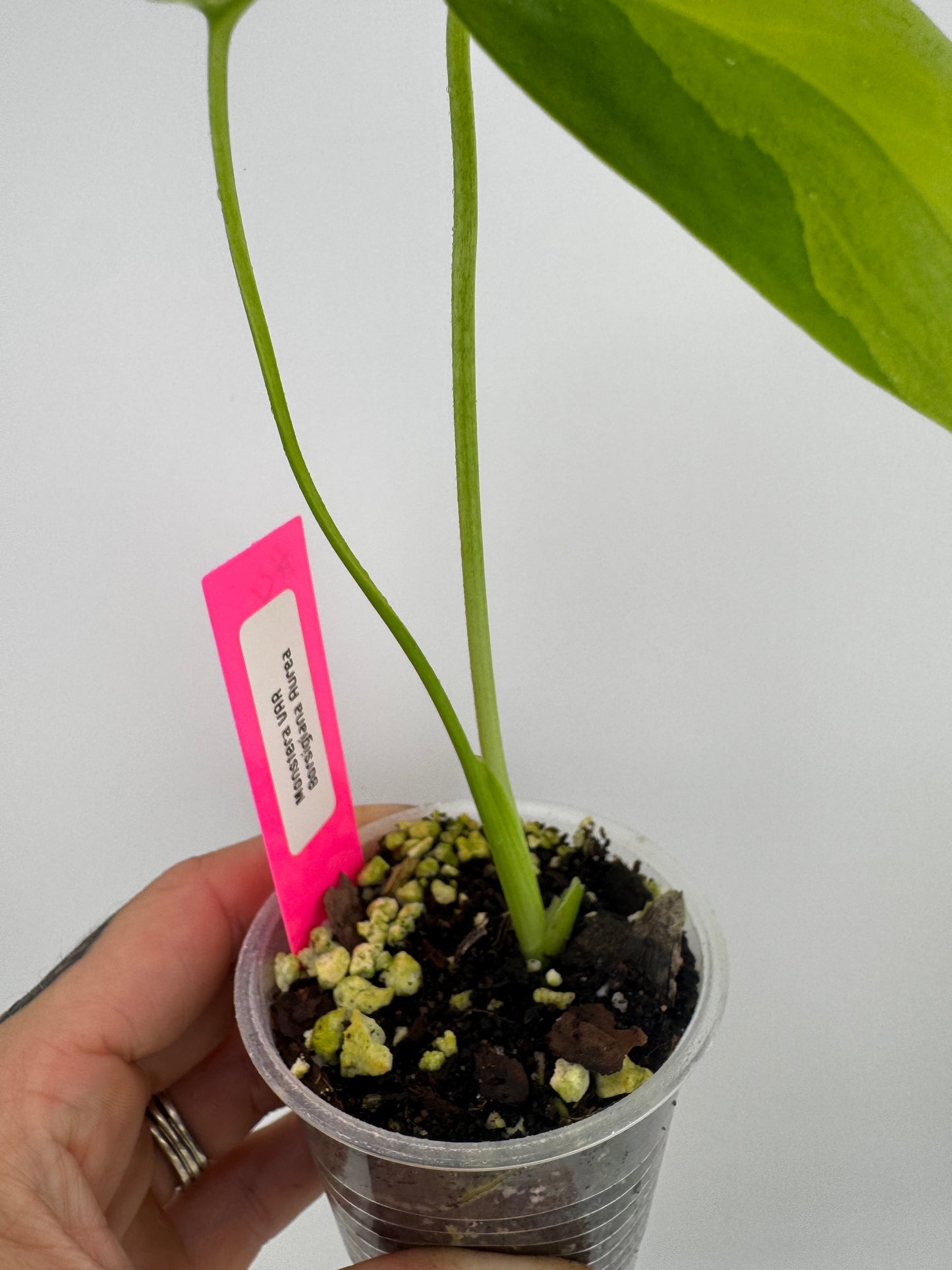 Monstera Deliciosa (Small Form) Aurea Variegated #4
