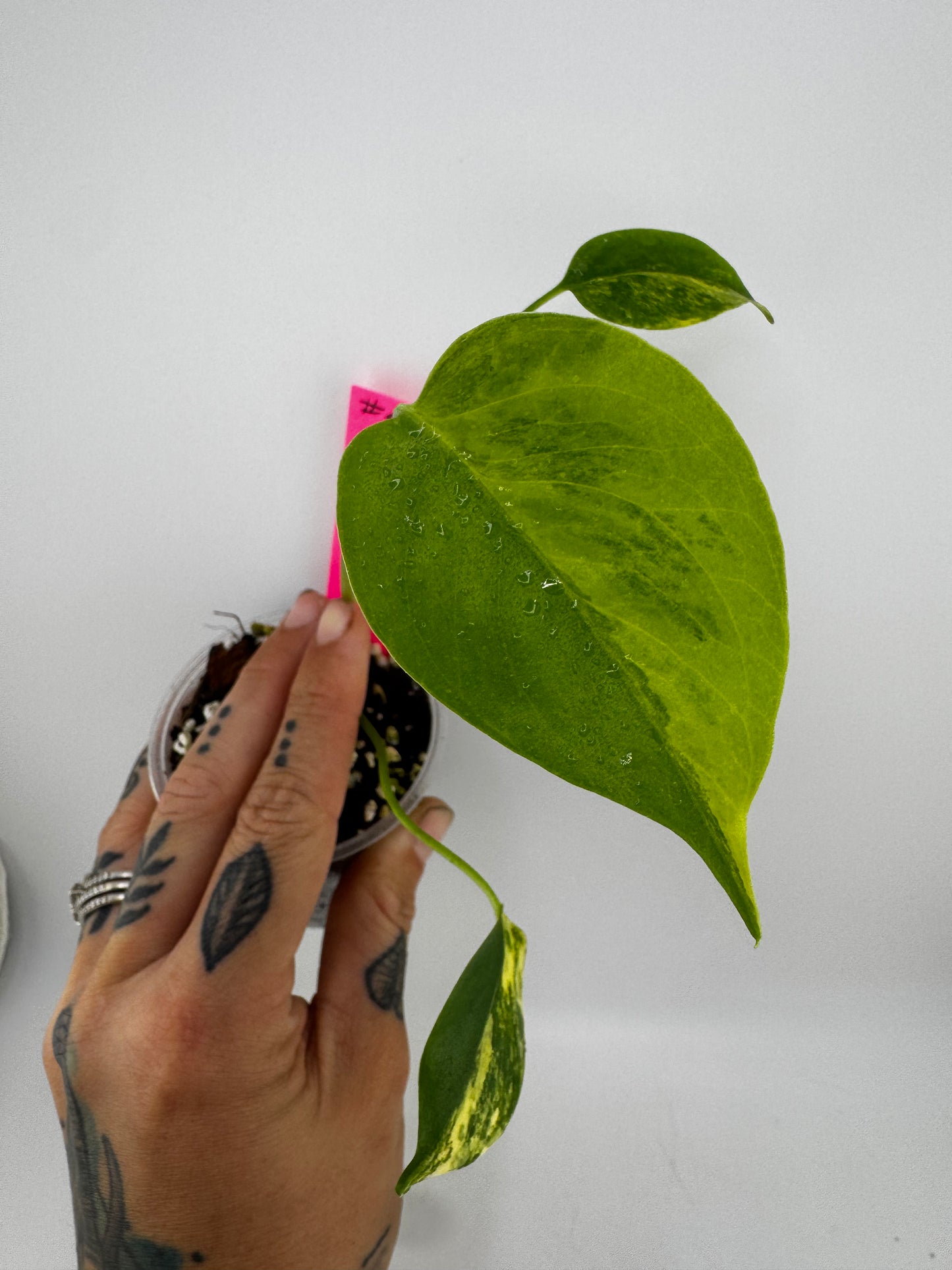 Monstera Deliciosa (Small Form) Aurea Variegated #5