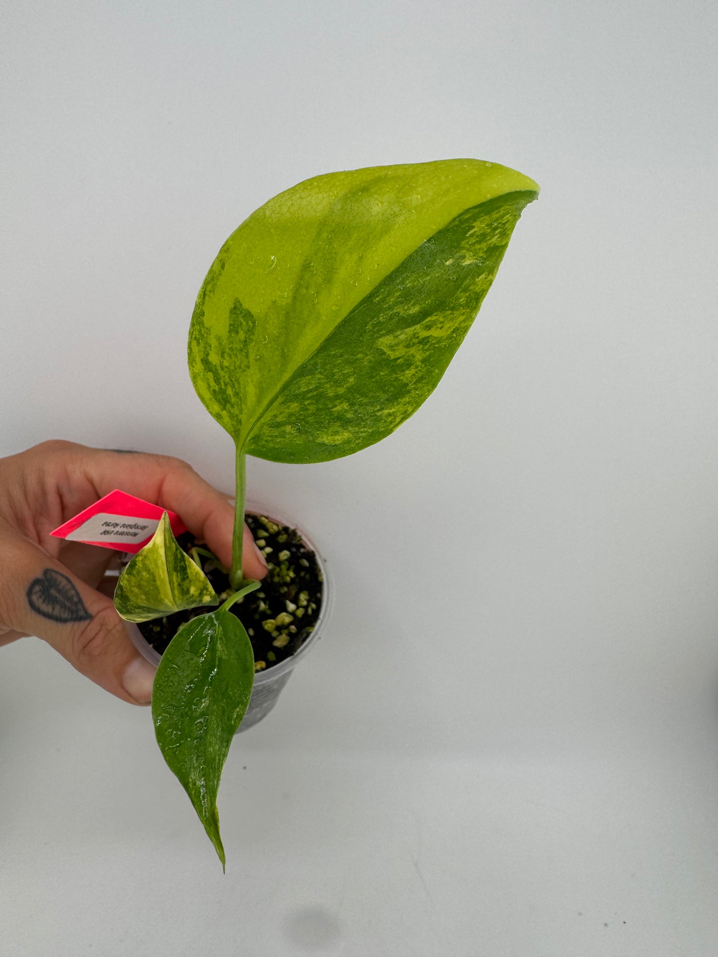 Monstera Deliciosa (Small Form) Aurea Variegated #6