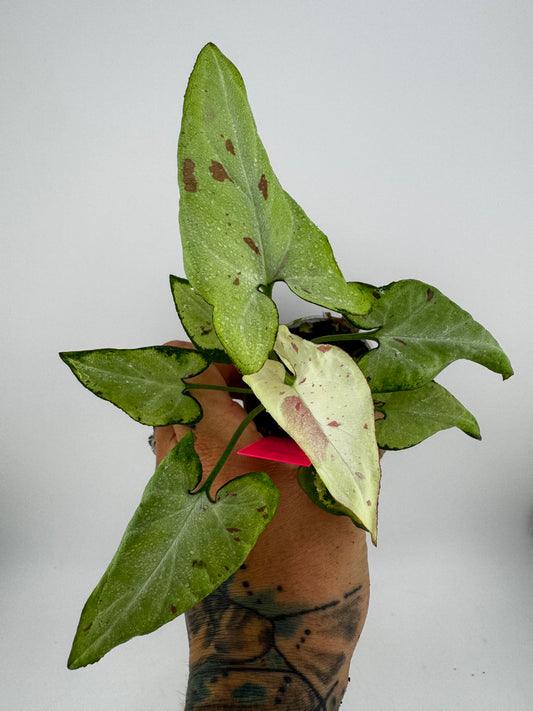 Syngonium Pink Salmon