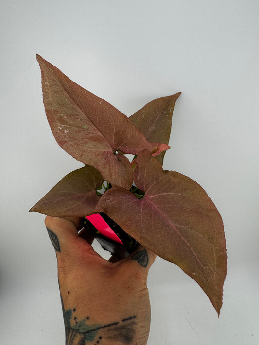 Syngonium Pink Salmon Revert