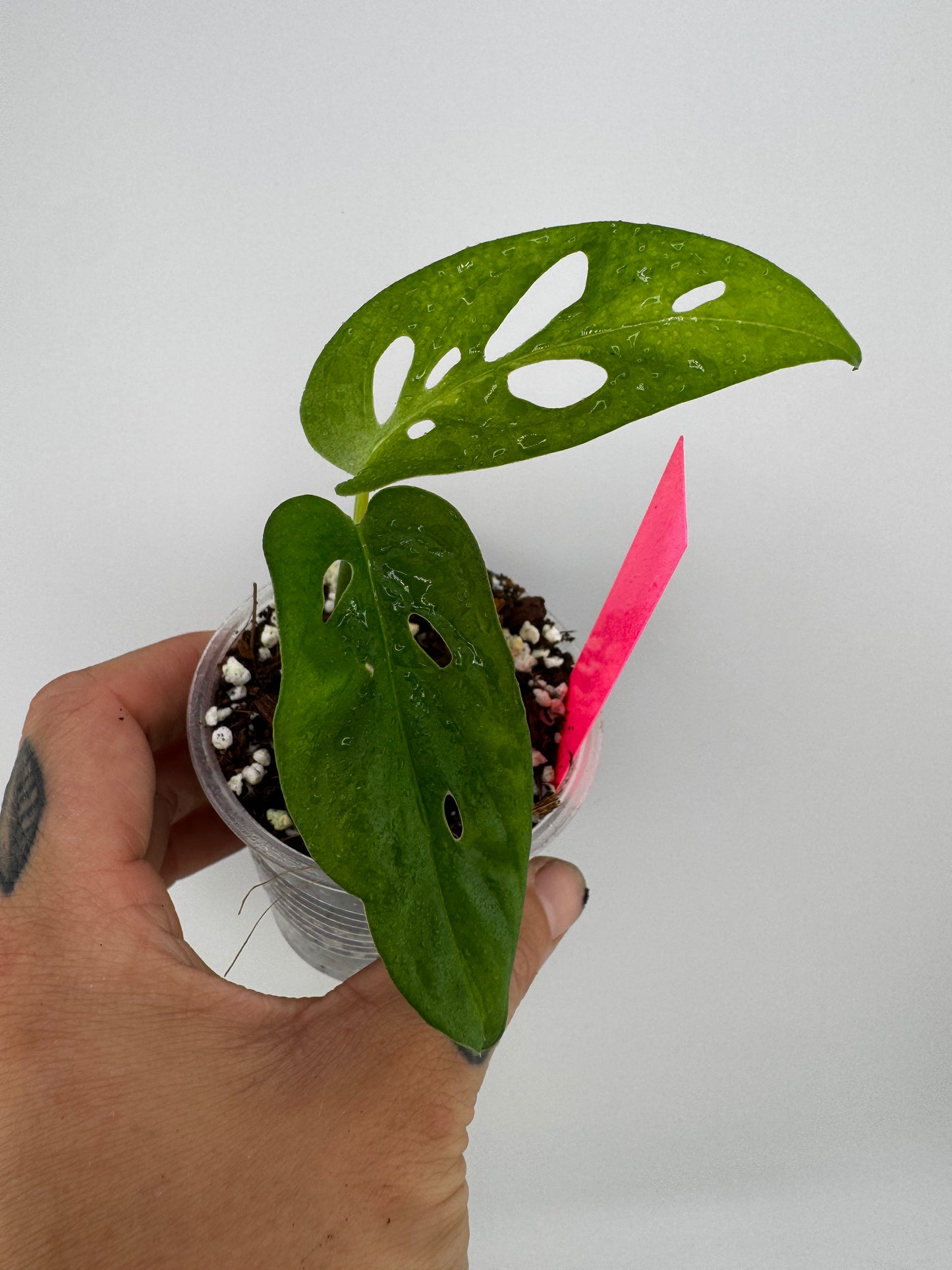 Monstera Acuminata