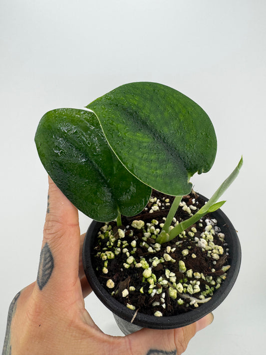 Scindapsus Jade Satin