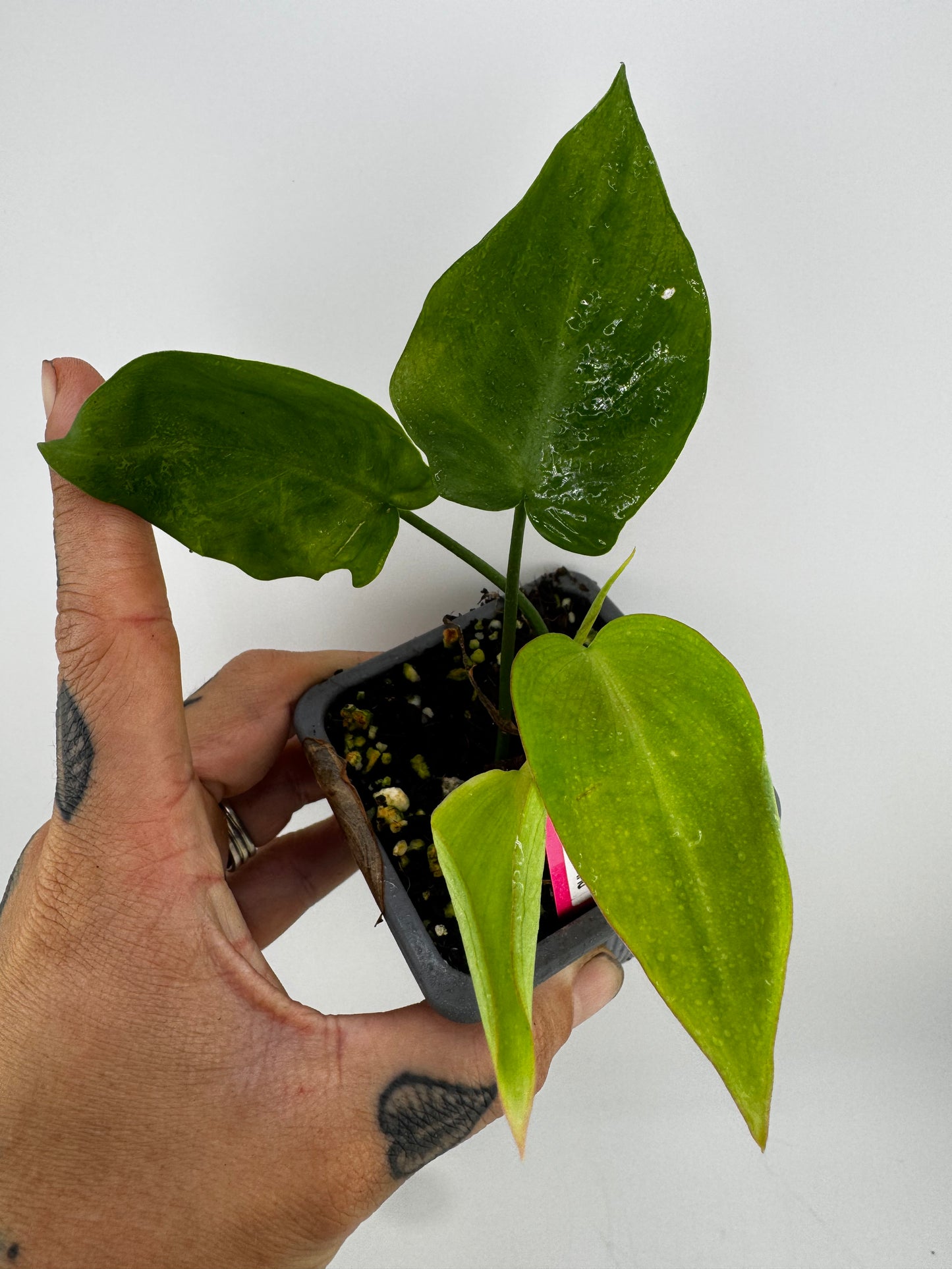 Philodendron Camposportoanum