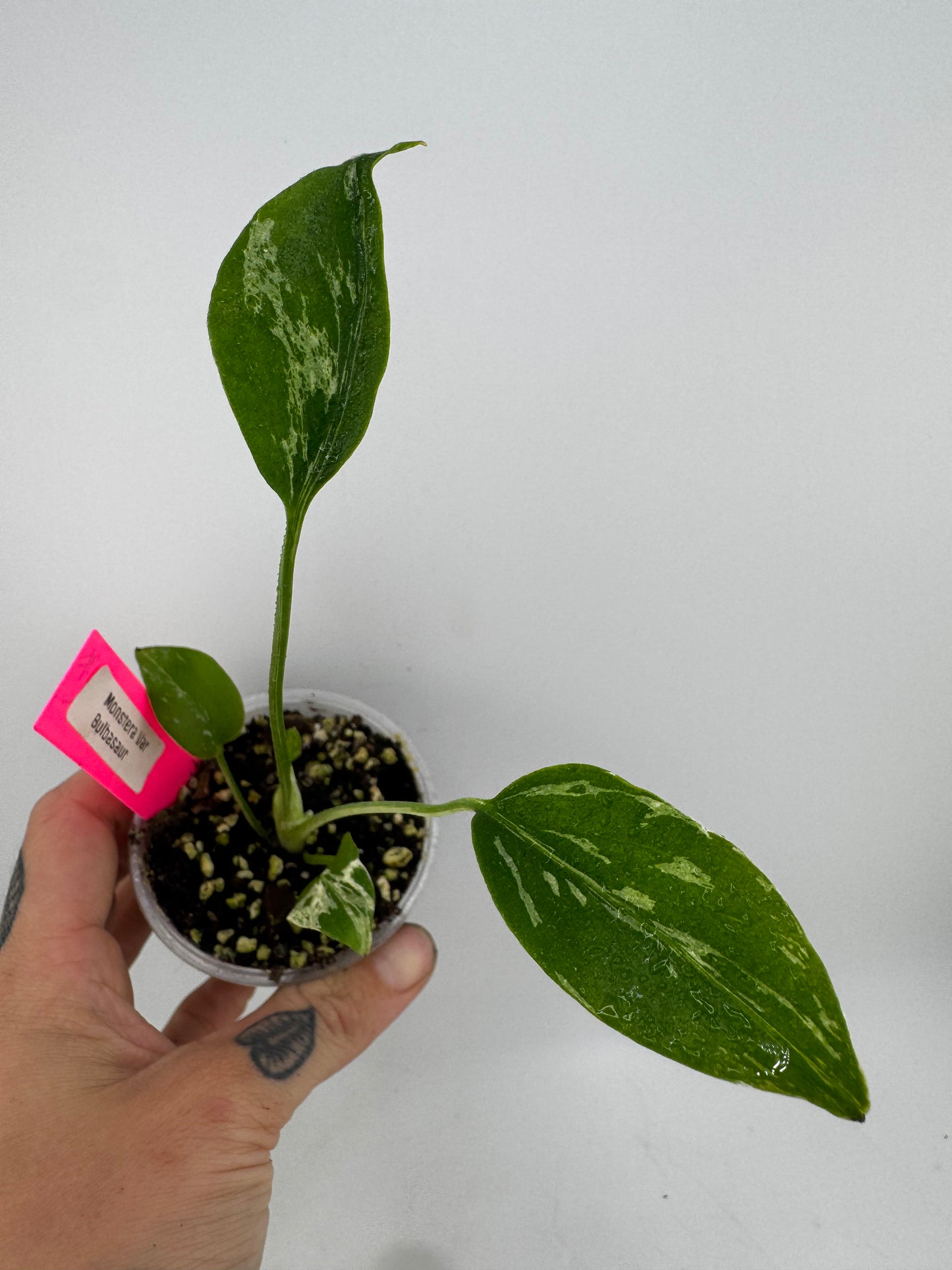 Monstera ‘Bulbasaur’ Variegated #1