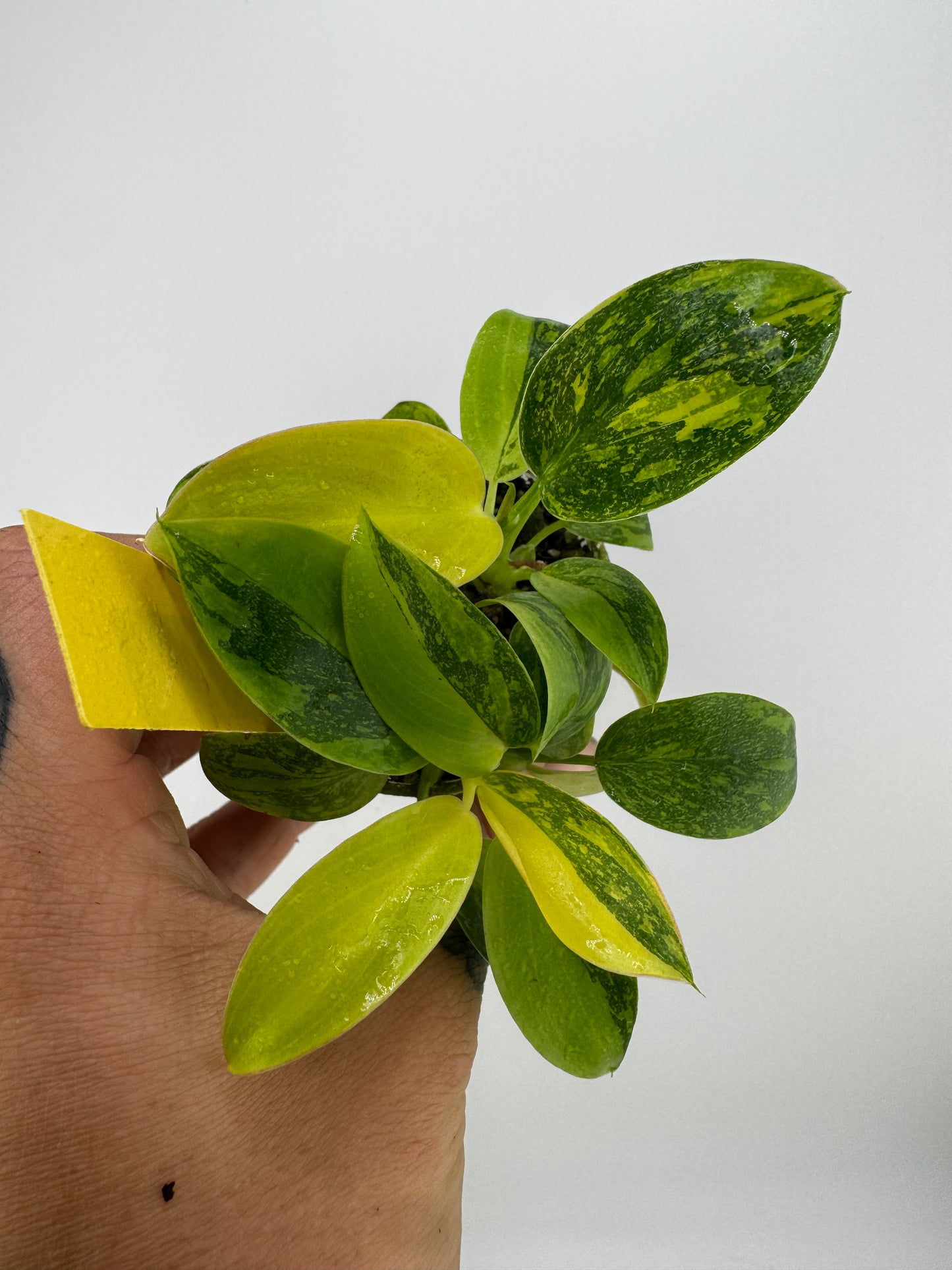 Philodendron variegated Green Congo nuclear