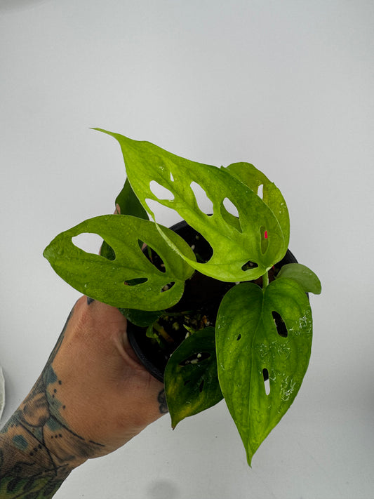 Monstera Adansonii