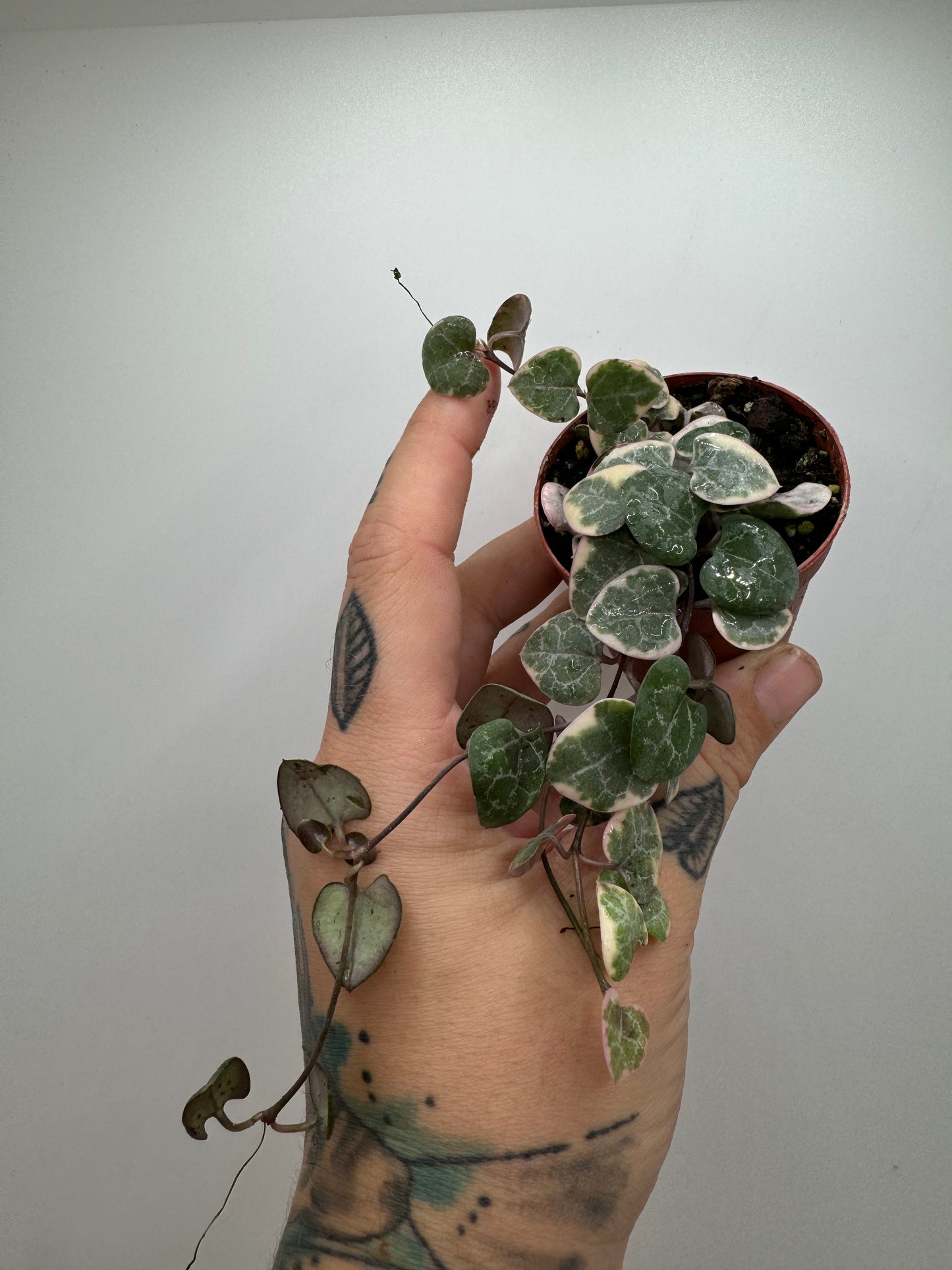 Variegated string of hearts