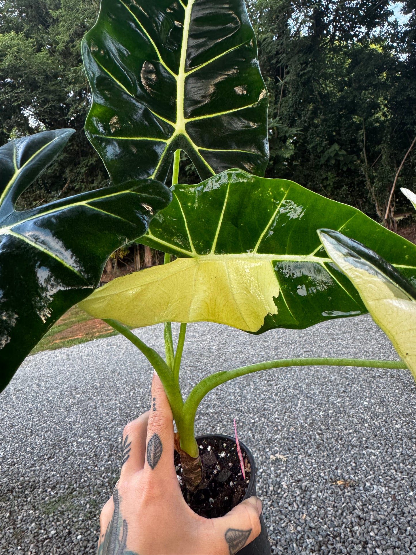 Alocasia Frydek Variegated Albo