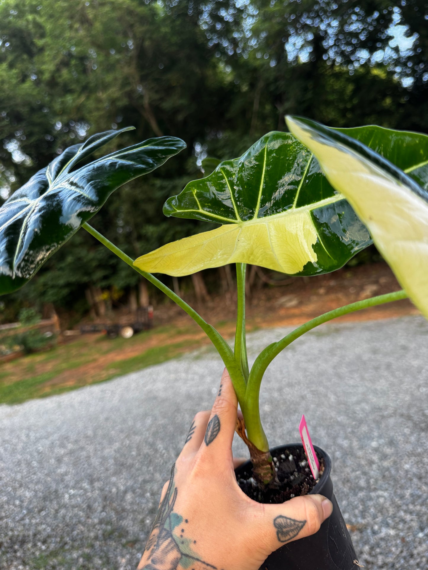 Alocasia Frydek Variegated Albo