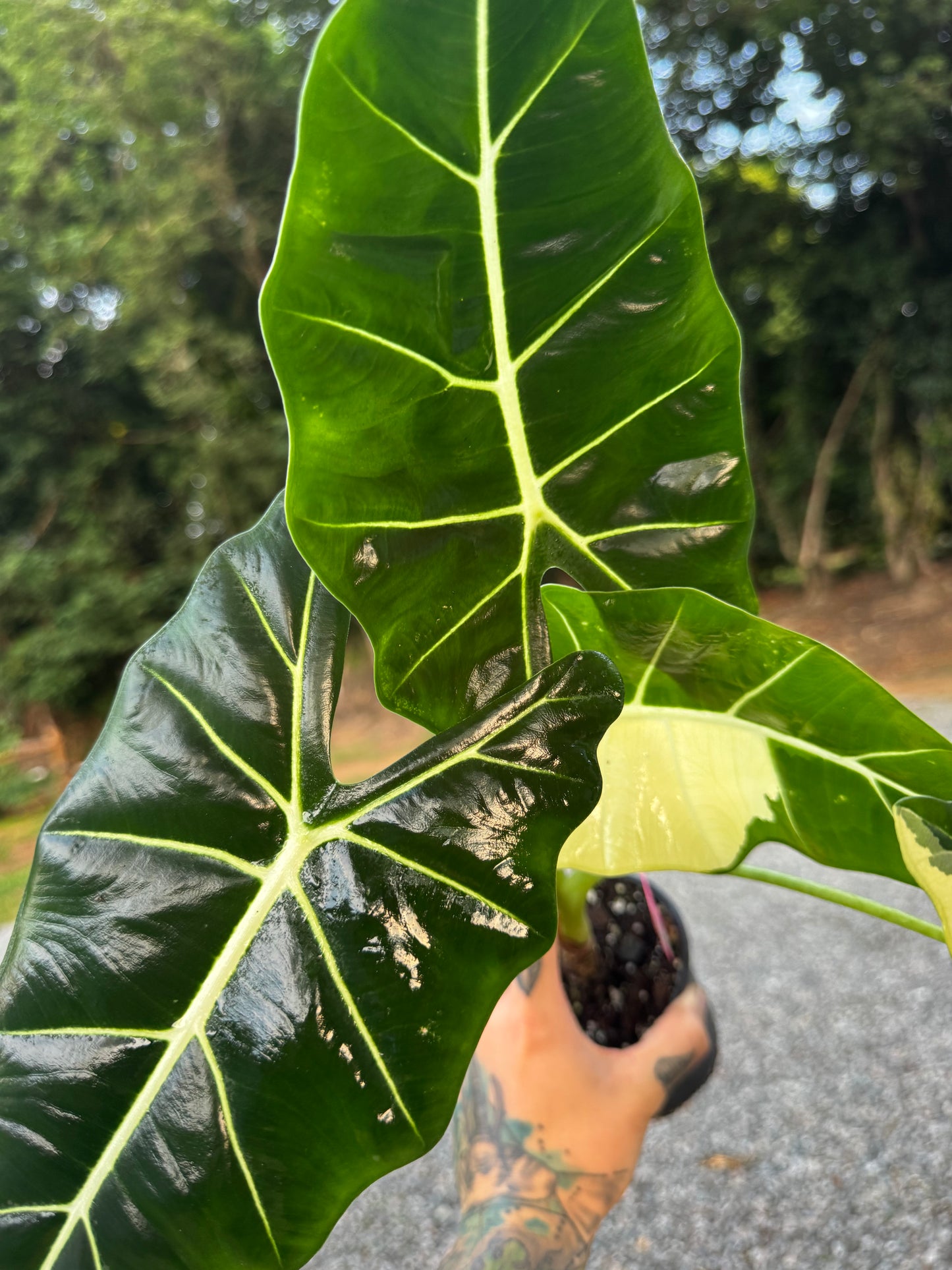 Alocasia Frydek Variegated Albo