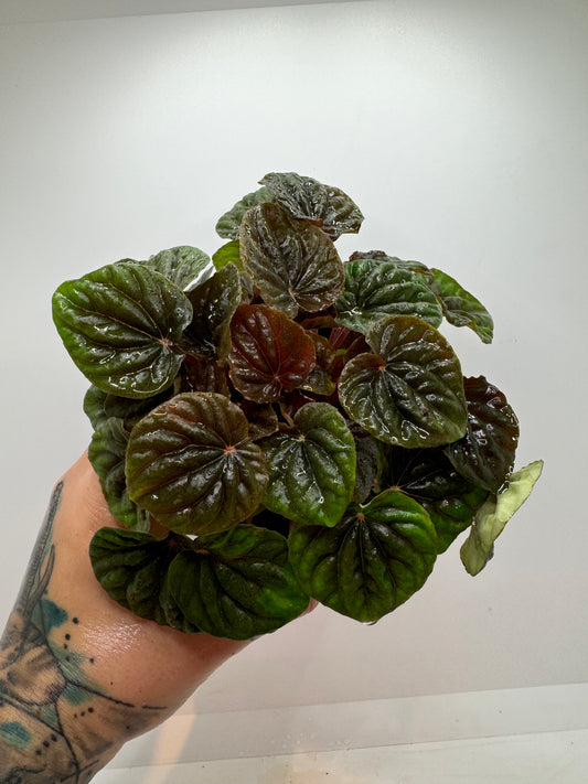 4” peperomia ‘red ripple’