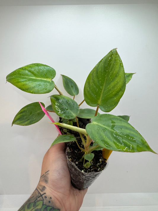 philodendron billienum (billiatiae x pastazanum) (Rare tropical)