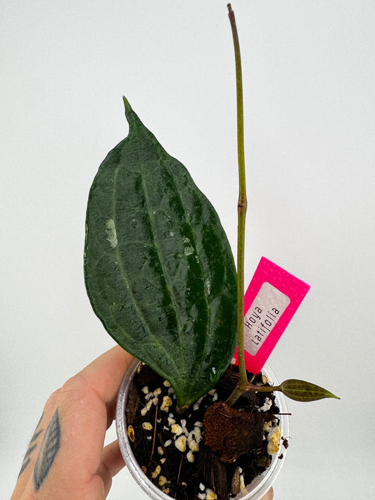 Hoya latifolia (macrophylla) green