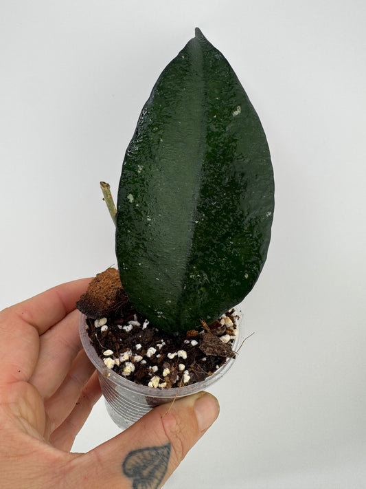 Hoya Fungii X Pubicalyx ‘Royal Hawaiian Purple’