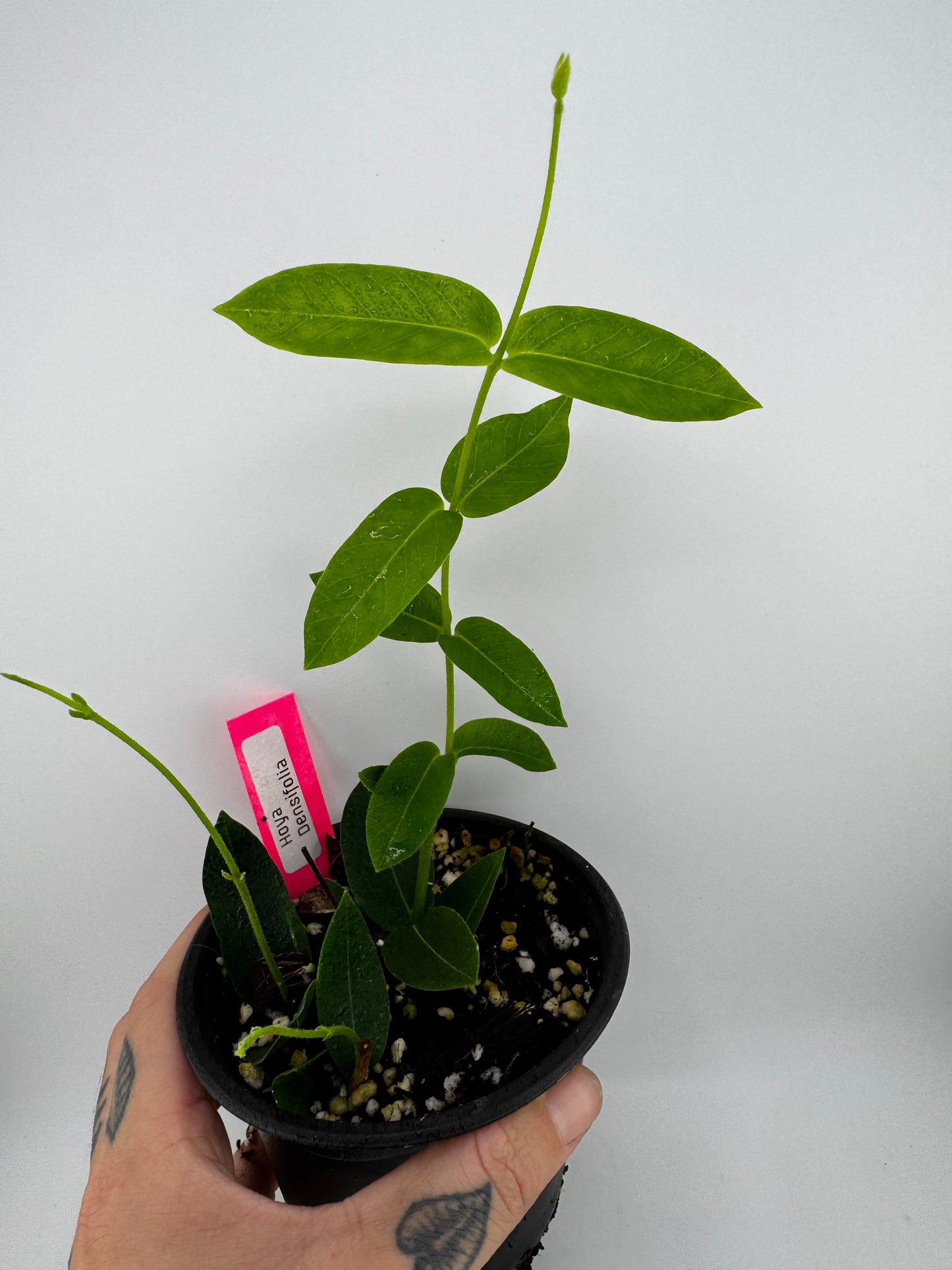 Hoya Densifolia