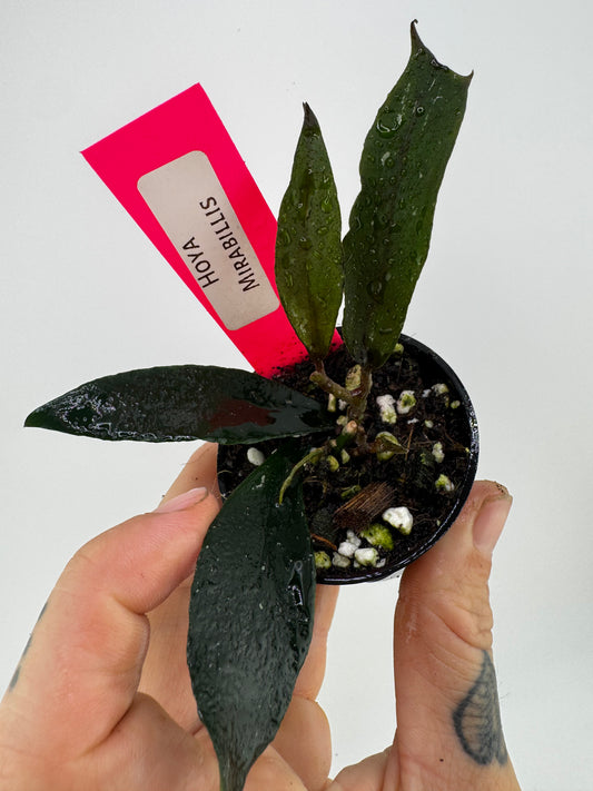 Hoya Mirabilis