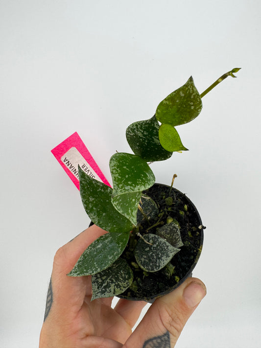 Hoya Krohniana Silver