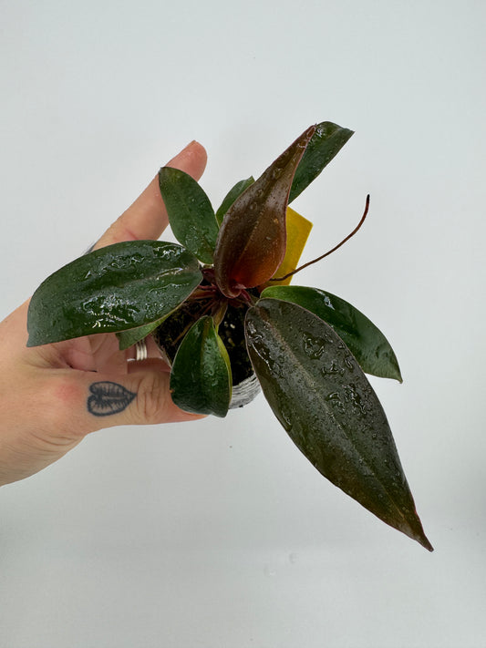 Philodendron Orange Princess REVERT