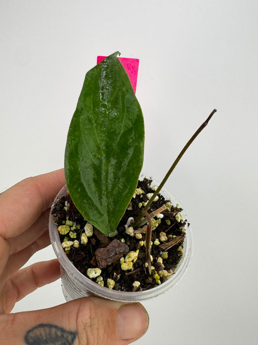 Hoya ‘UT-033’