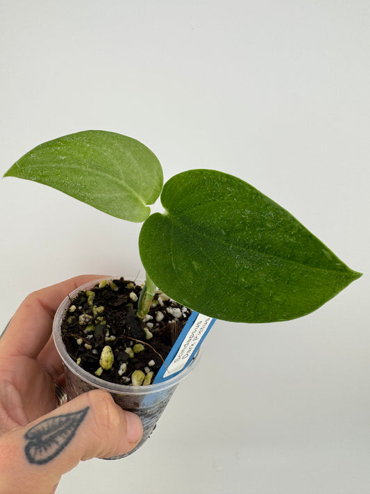 Scindapsus Dark Pictus