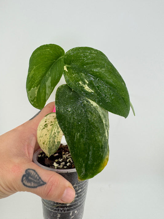 Scindapsus variegated Silver Splash #2