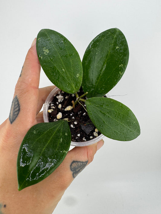 Hoya Genieve