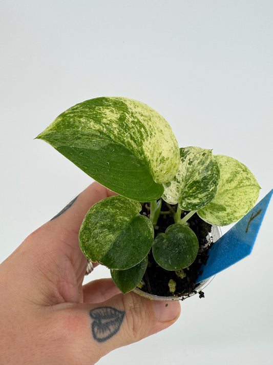 Scindapsus Variegated Mangurai #1