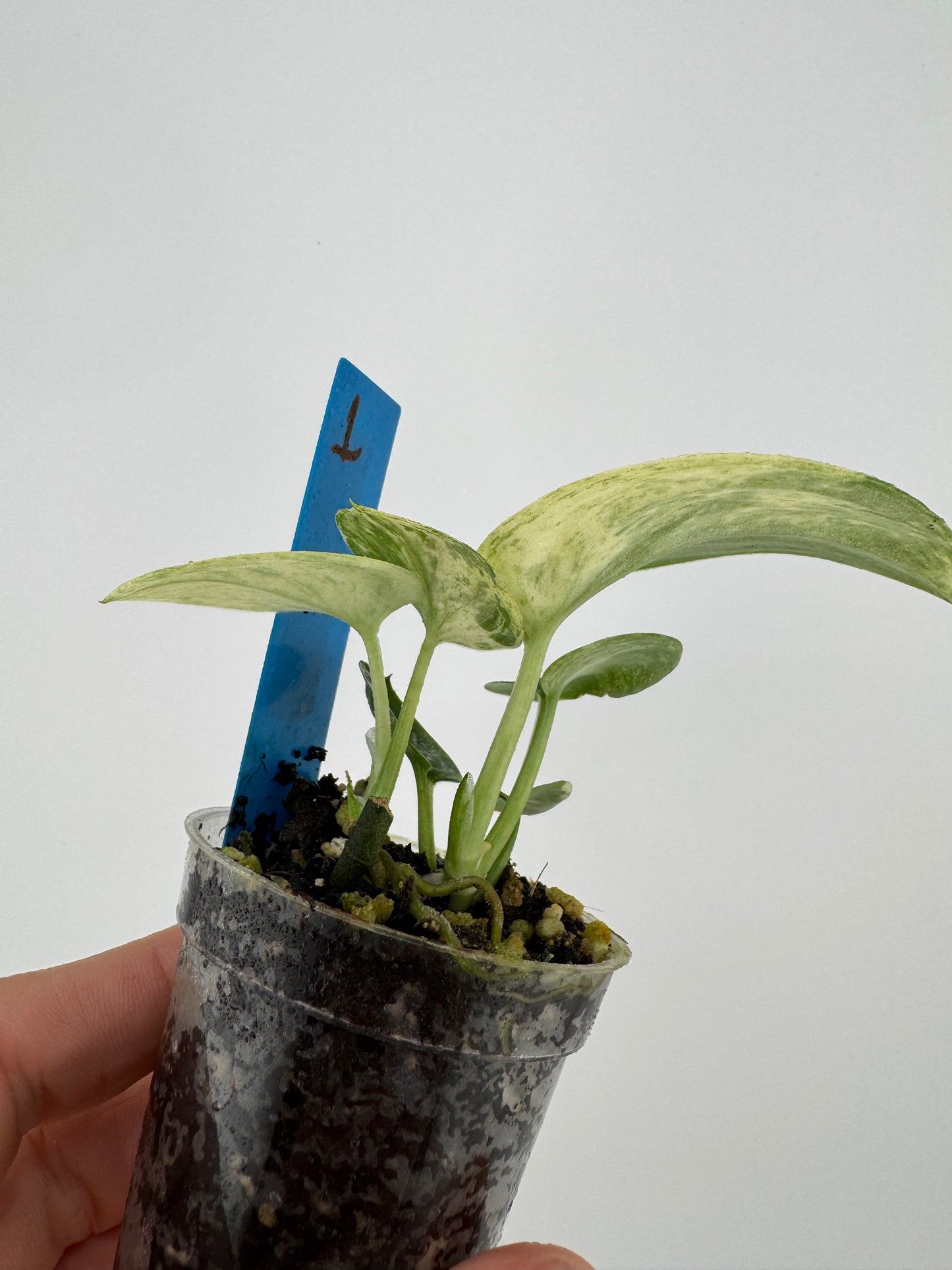 Scindapsus Variegated Mangurai #1