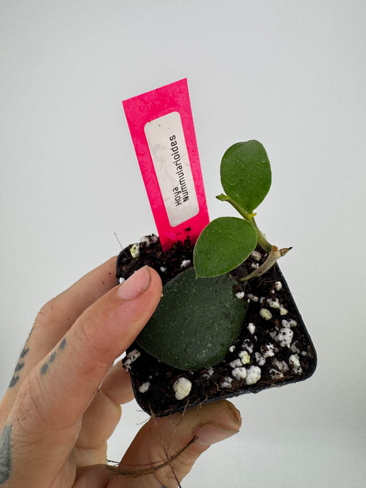 Hoya nummularioides