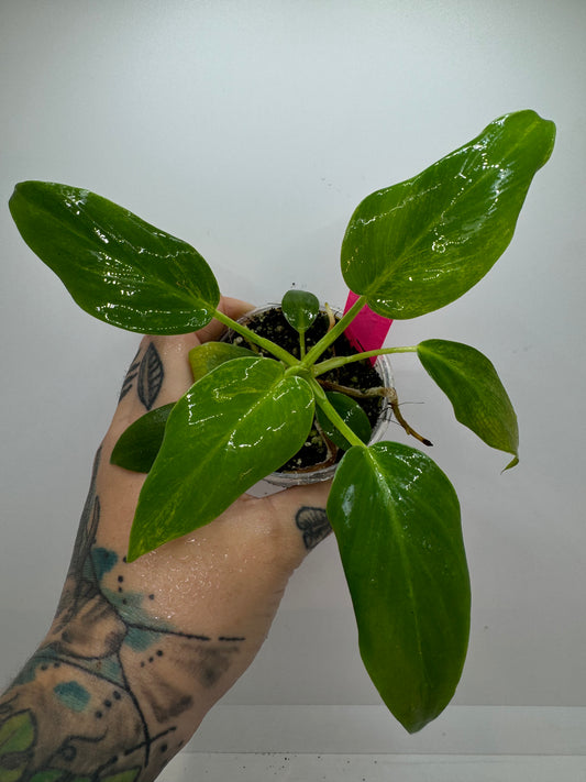 Philodendron gigantum blizzard LOW VAR