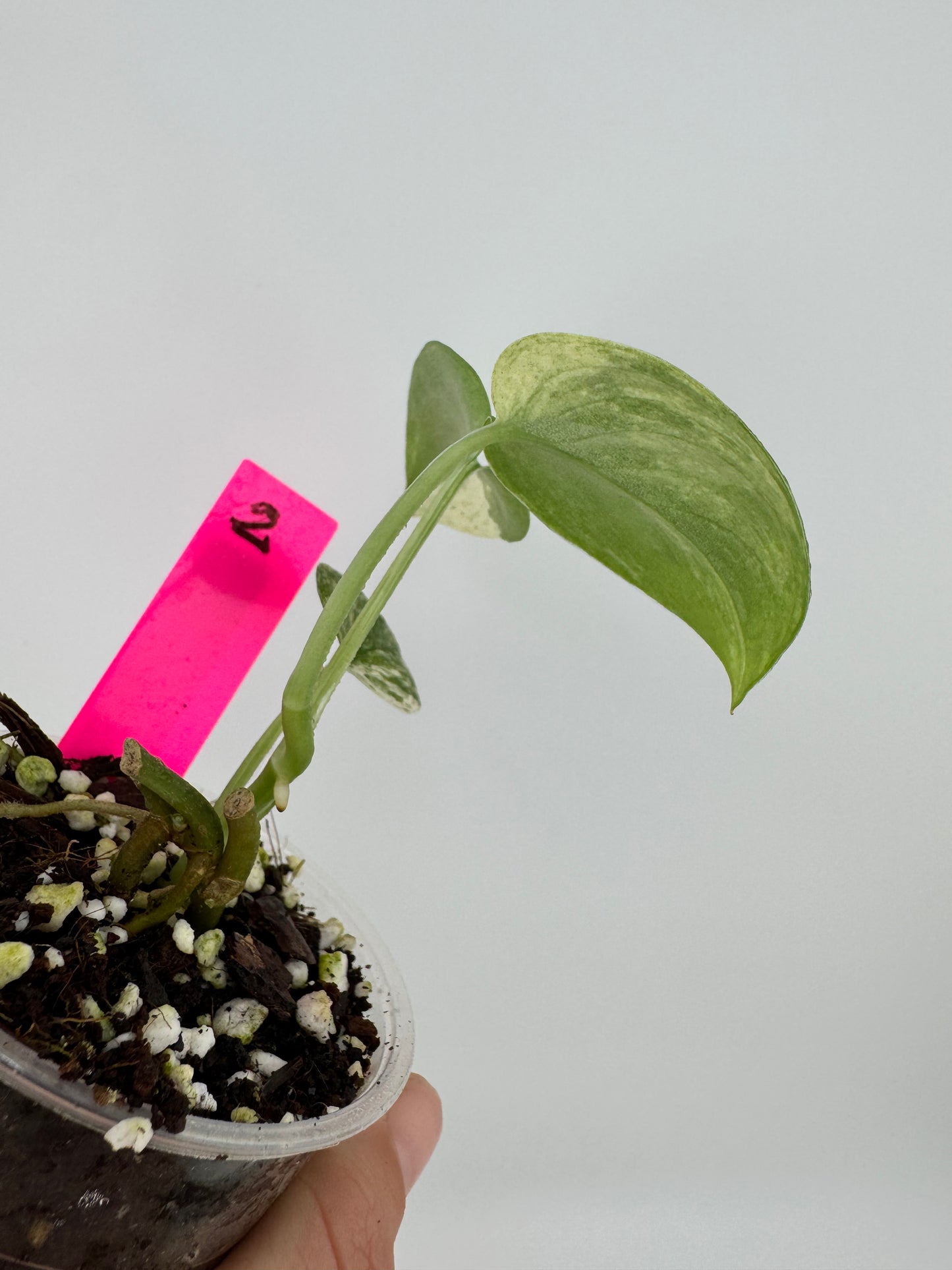 Scindapsus Variegated Mangurai #2