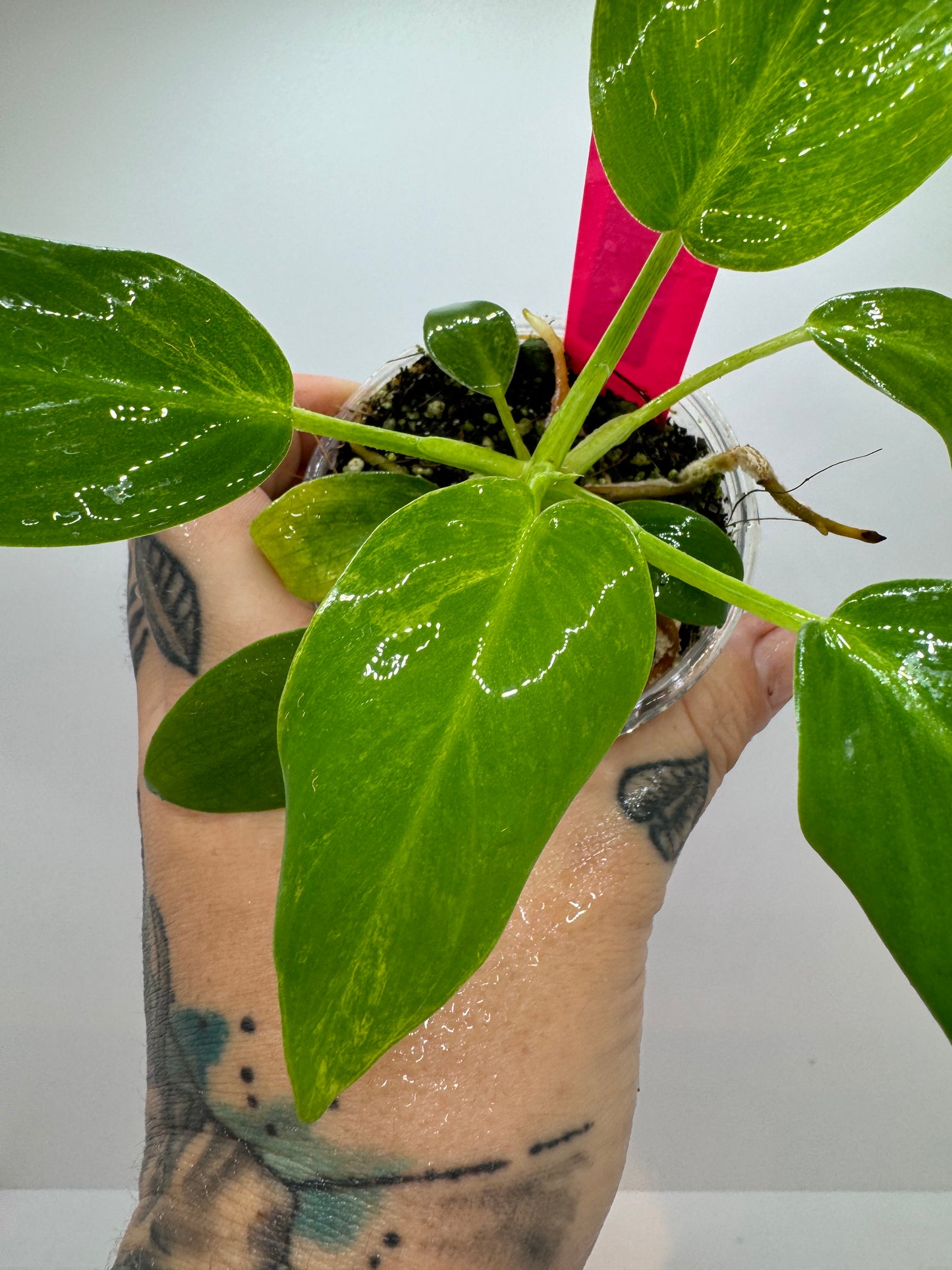 Philodendron gigantum blizzard LOW VAR