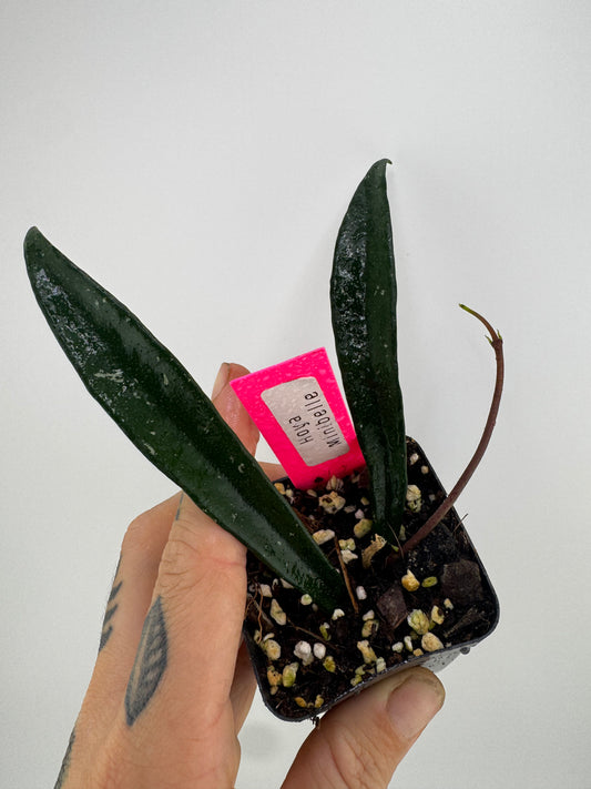 Hoya Minibelle