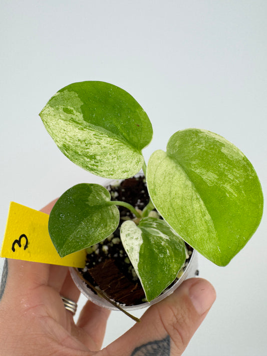 Scindapsus Variegated Mangurai #3