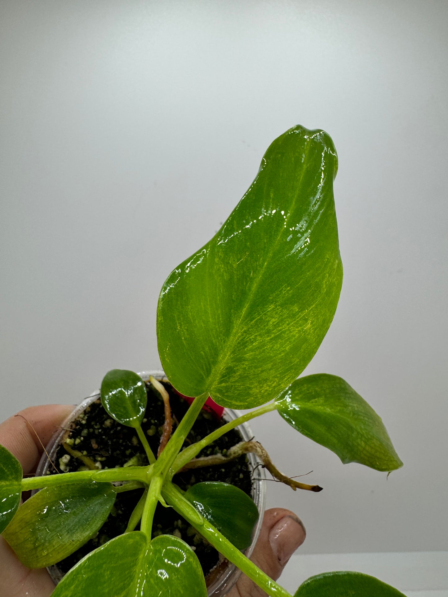 Philodendron gigantum blizzard LOW VAR